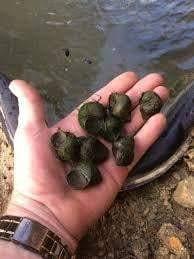 Smith Creek Fish Farm Livestock-Snails Japanese Trapdoor Pond Snails Algae Eating Black Japanese Trapdoor Pond Snails for Sale