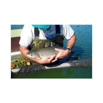 Triploid Grass Carp (Ctenopharyngodon idella) - NYSDEC Permit Needed - Smith Creek Fish Farm