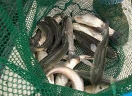 Triploid Grass Carp (Ctenopharyngodon idella) - NYSDEC Permit Needed - Smith Creek Fish Farm