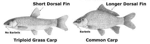 Triploid Grass Carp (Ctenopharyngodon idella) - NYSDEC Permit Needed - Smith Creek Fish Farm